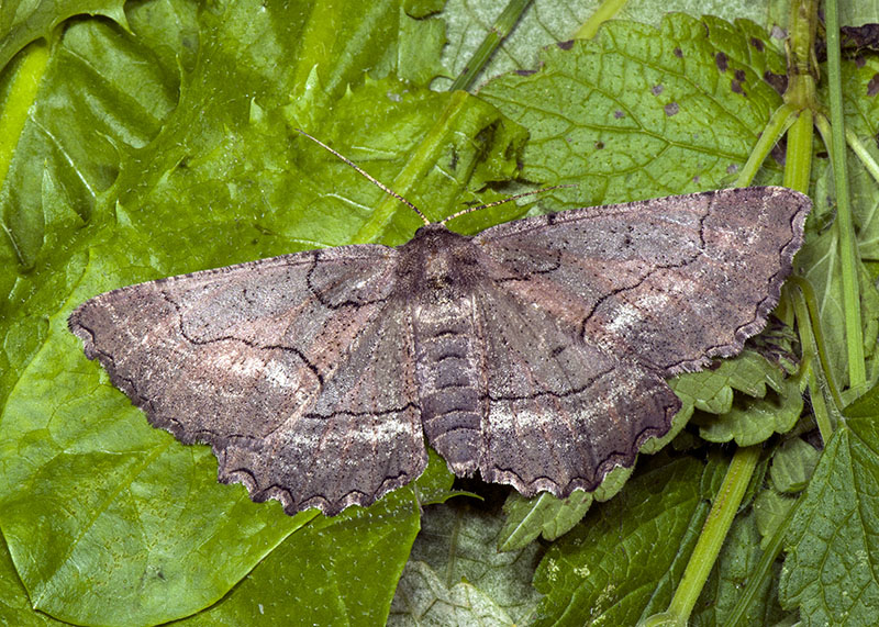 Nychiodes (Nychiodes) obscuraria